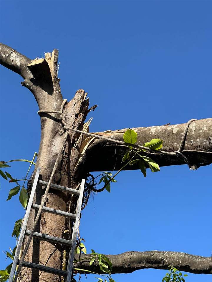 Aerial view of tree removal near a brick home