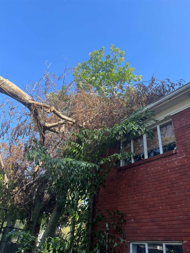 Storm-damaged tree over a rooftop before removal