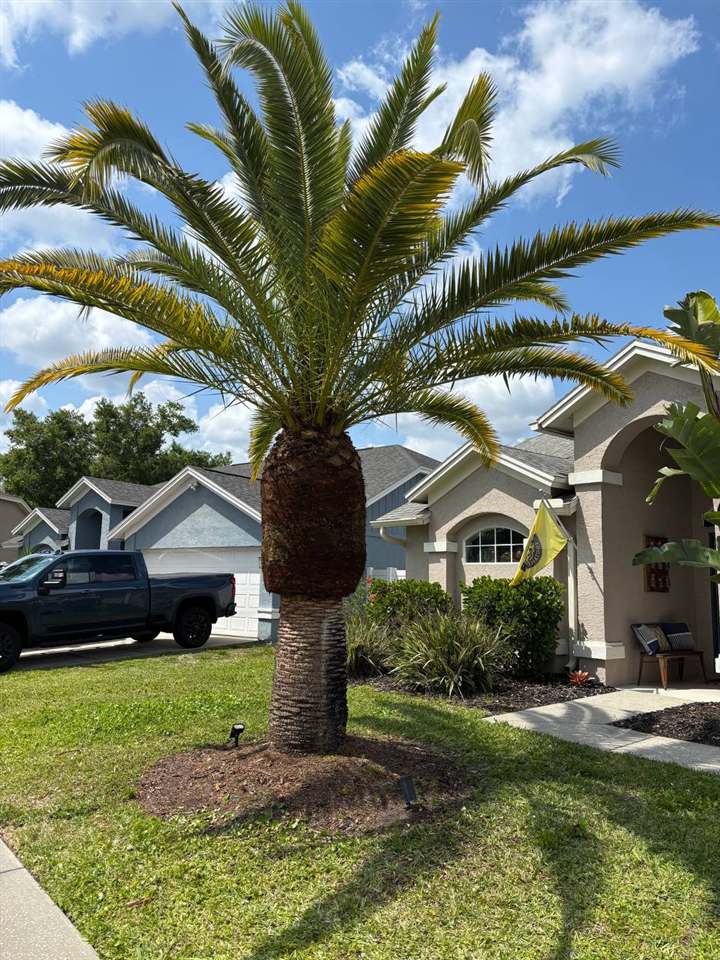 Trimmed palm tree near a home entrance