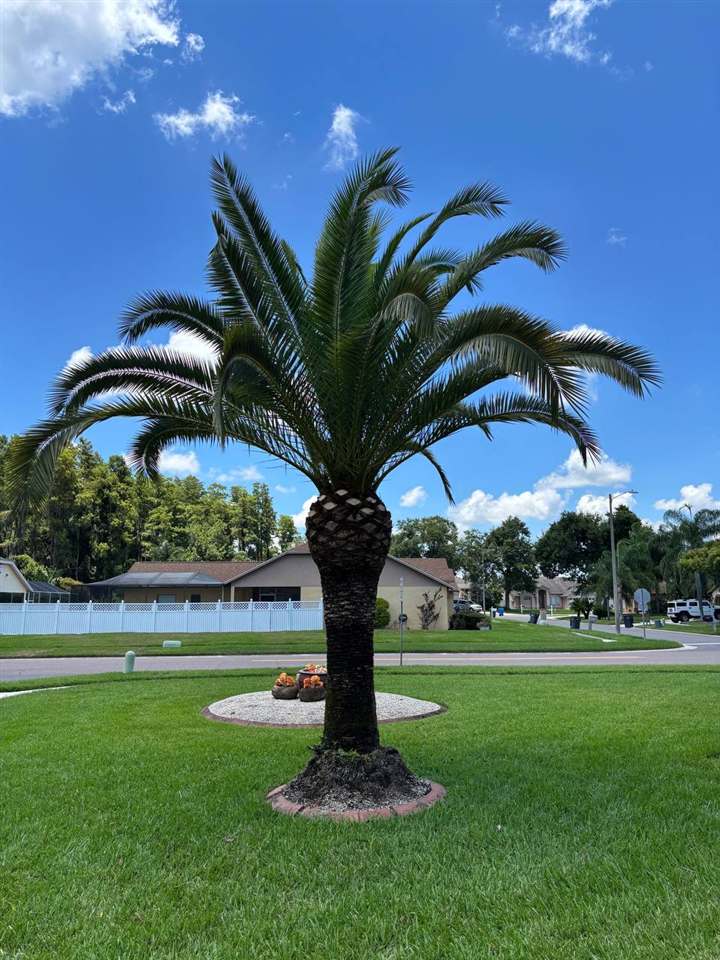 Manicured palm tree on a well-kept Tampa Bay lawn