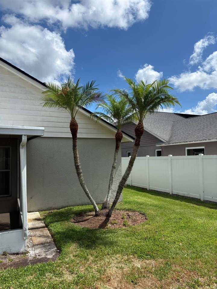 Three palm trees landscaped along a fence line